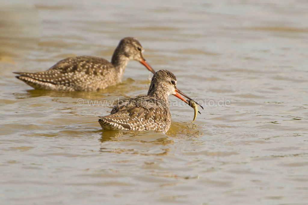 Dunkle Wasserläufer