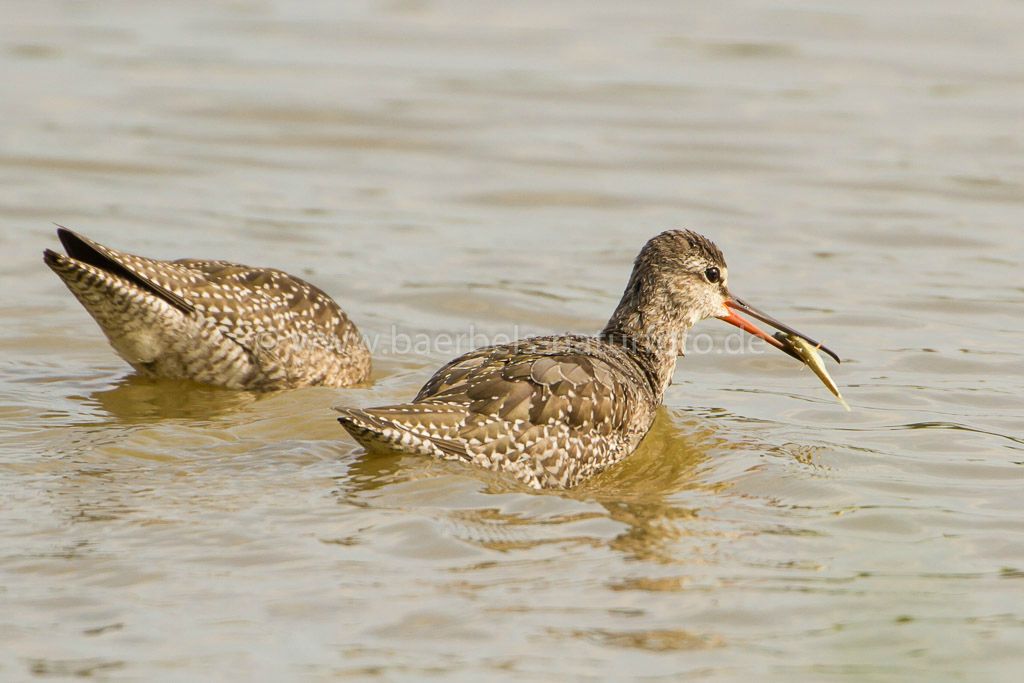 Dunkle Wasserläufer