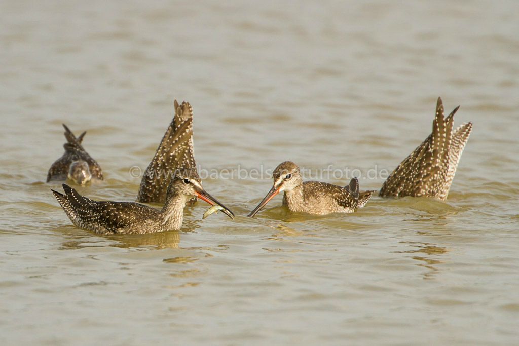 Dunkle Wasserläufer