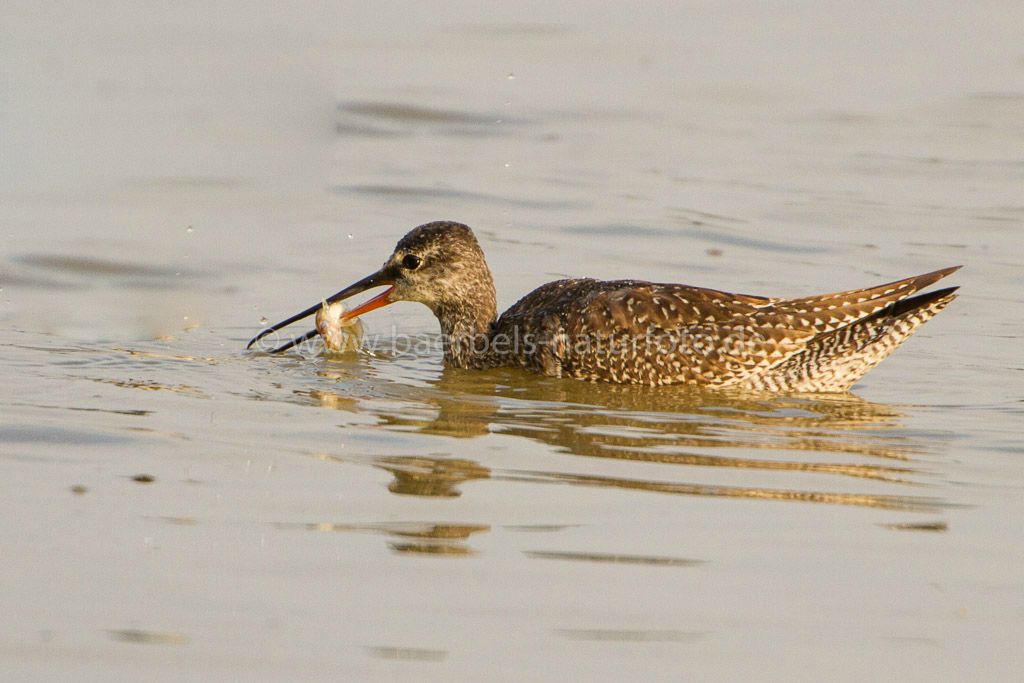 Dunkle Wasserläufer