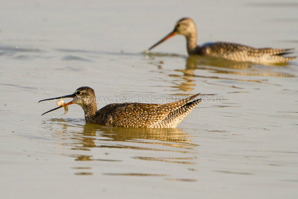 Dunkle Wasserläufer