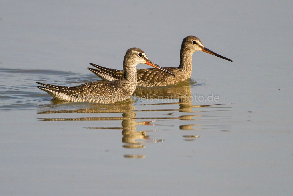 Dunkle Wasserläufer