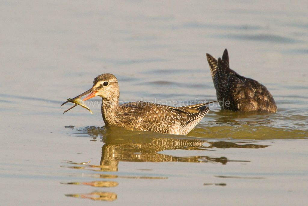 Dunkle Wasserläufer