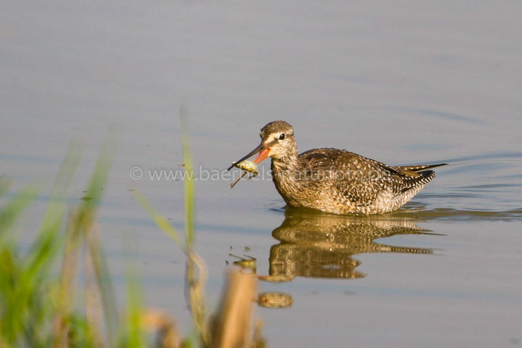 Dunkle Wasserläufer