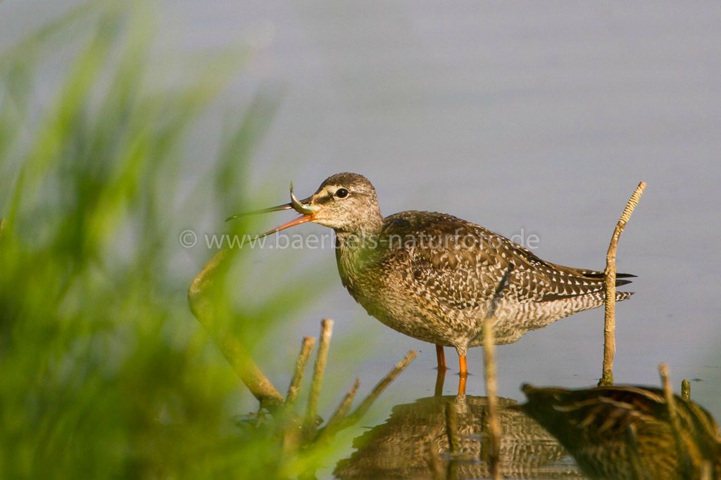 Dunkle Wasserläufer