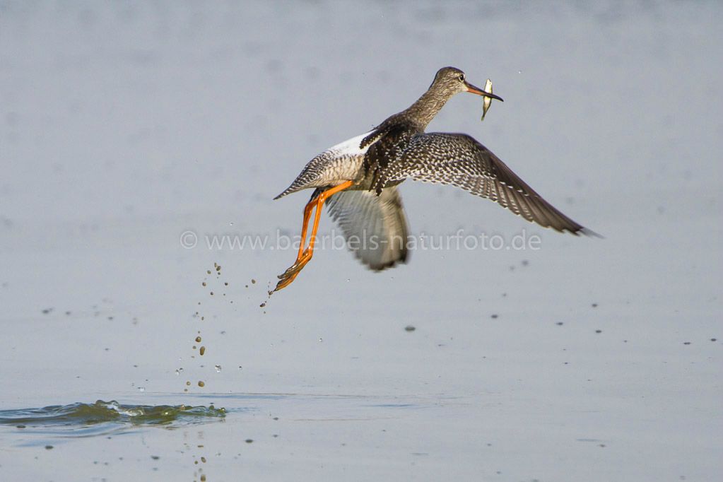 Dunkler Wasserläufer