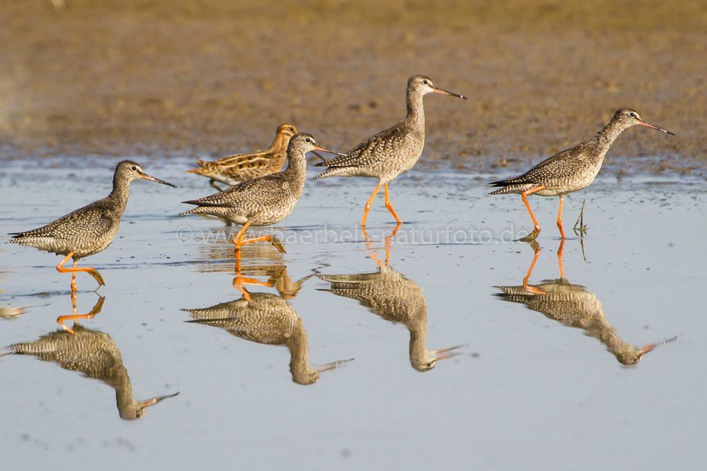 Dunkler Wasserläufer