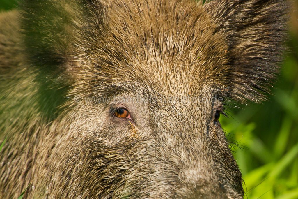 So nah war ein Wildschwein vor mir aufgetaucht als ich Vögel beobachtete