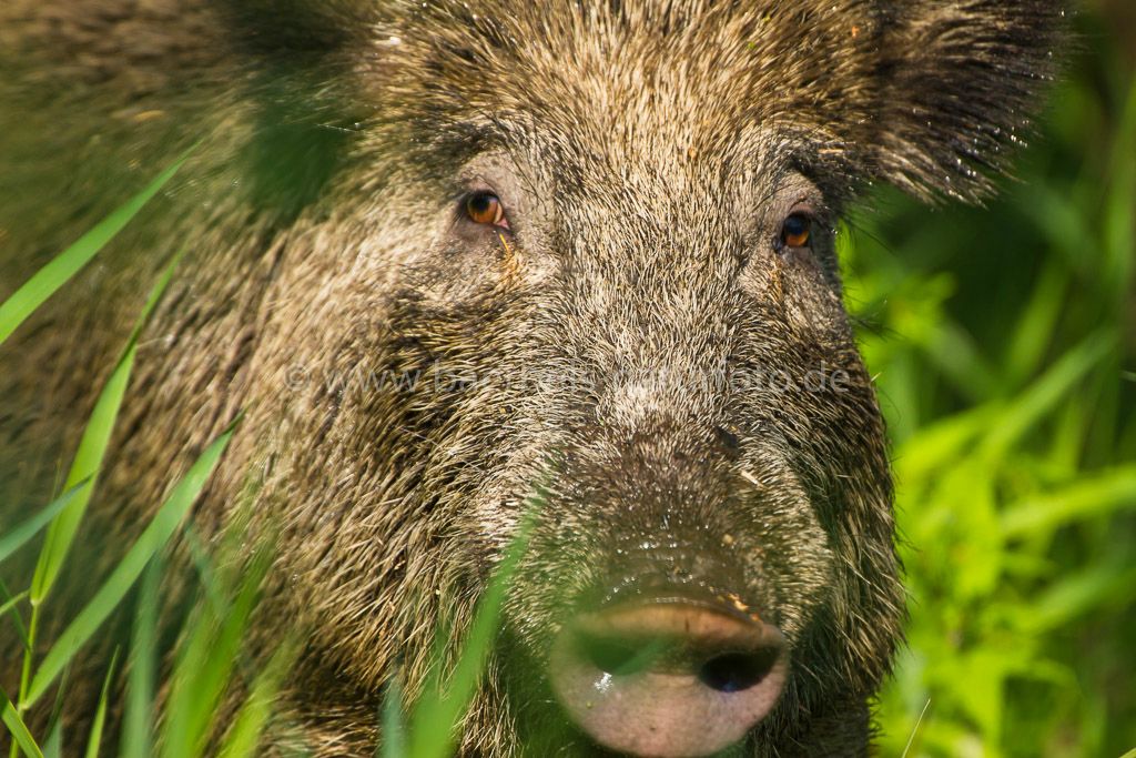 Wildschwein