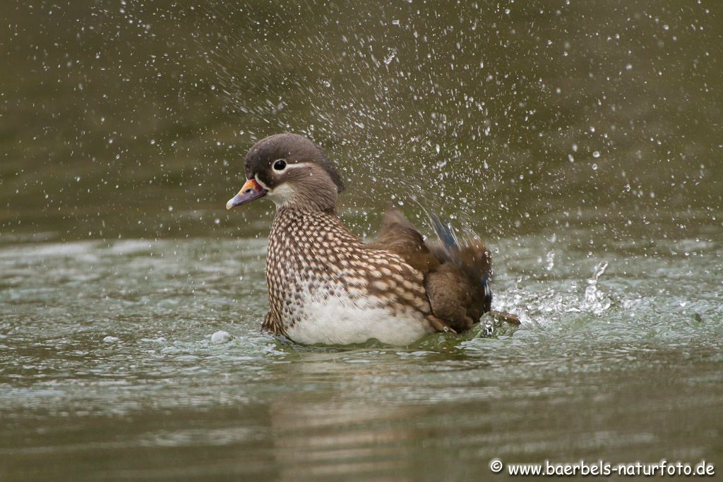 Weibl. Mandarinente beim Baden