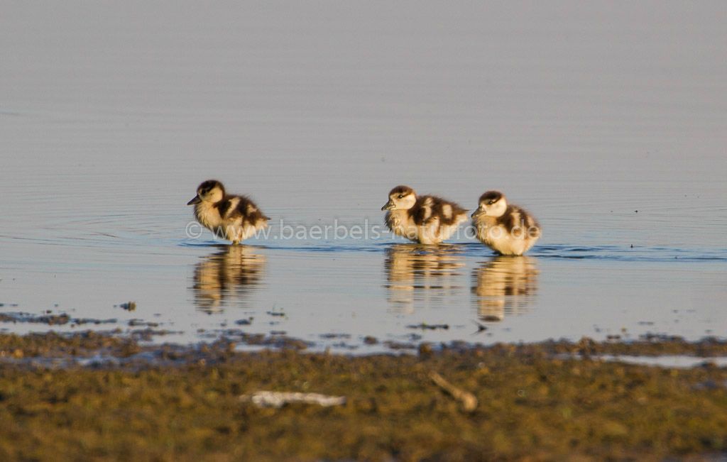 Nilgänse