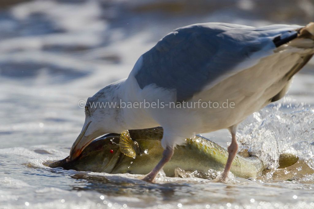 Möwe hackt einem an Land gespülten ziemlich großem Fisch zuerst die Augen aus