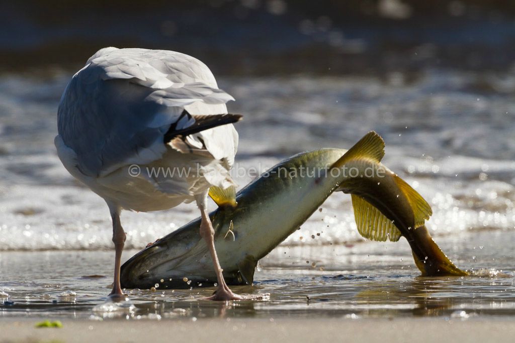 Der Fisch kämpft verzweifelt