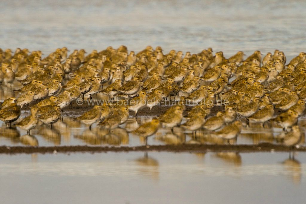 Hunderte Goldregenpfeifer haben sich für die Reise in den Süden versammelt