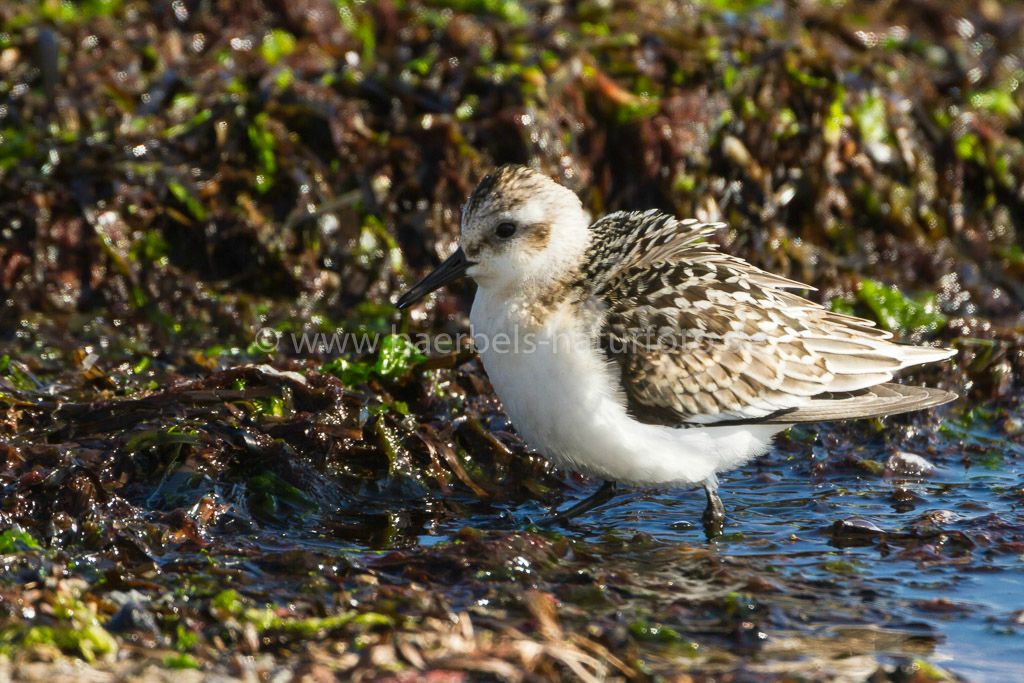 Sanderling