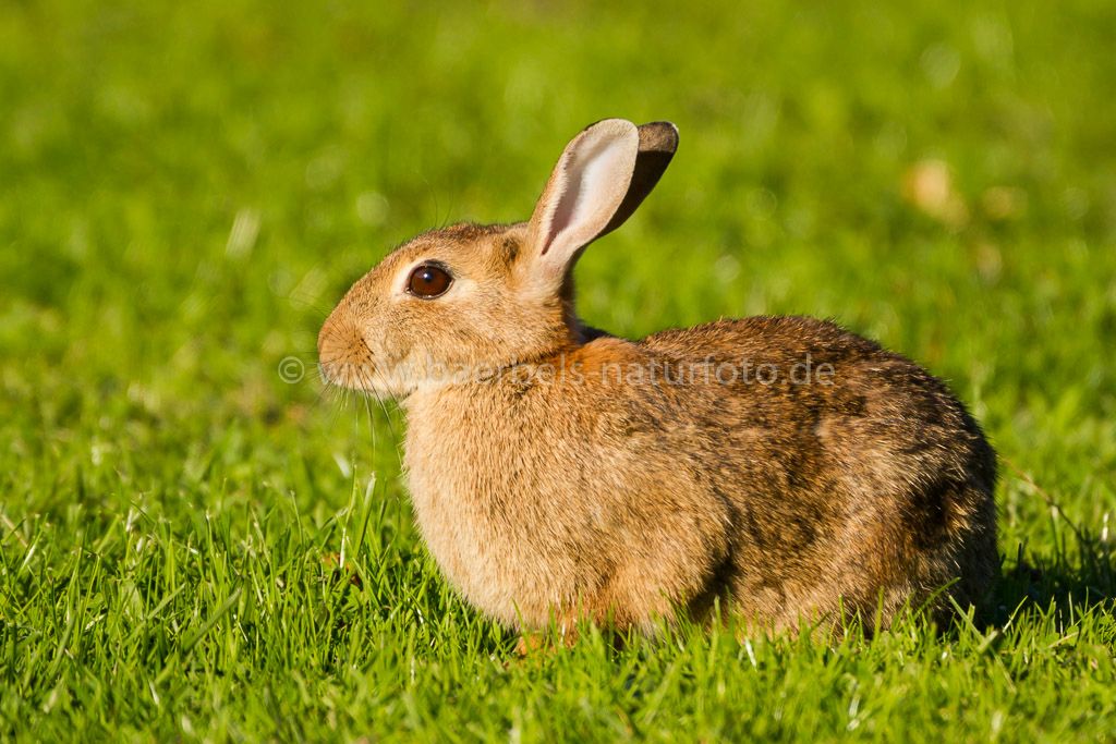 Kaninchen