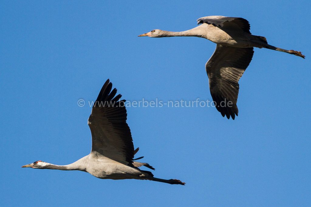 Kranich mit Jungvogel