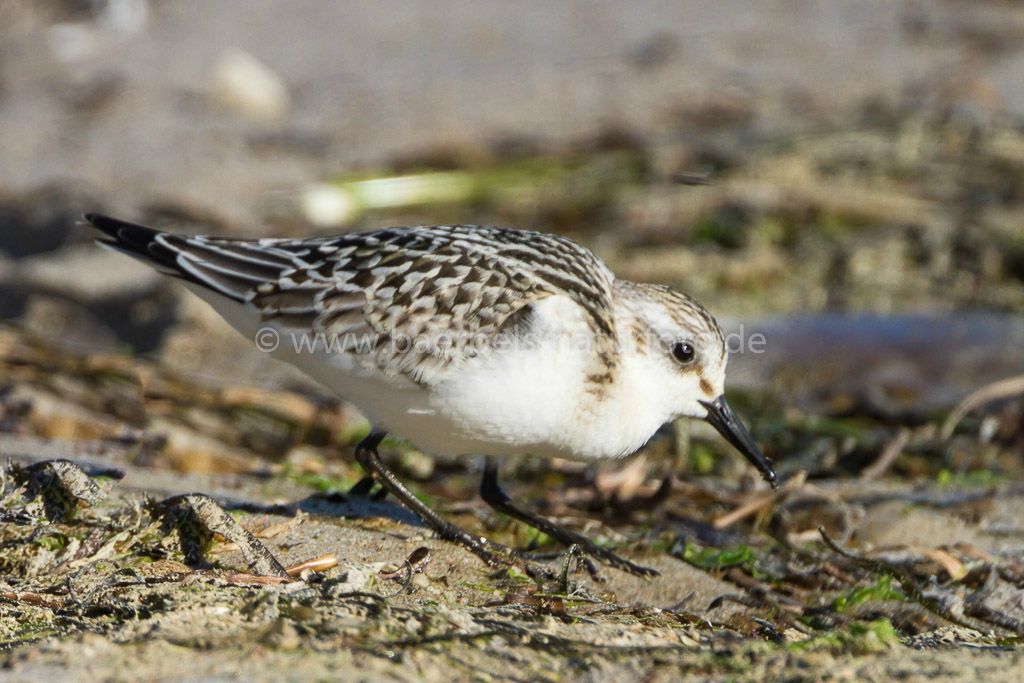 Sanderling