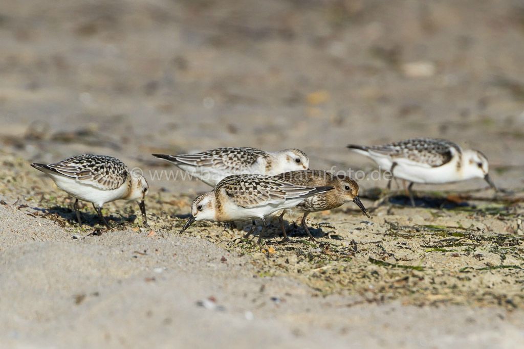 Sanderlinge und Alpenstrandläufer