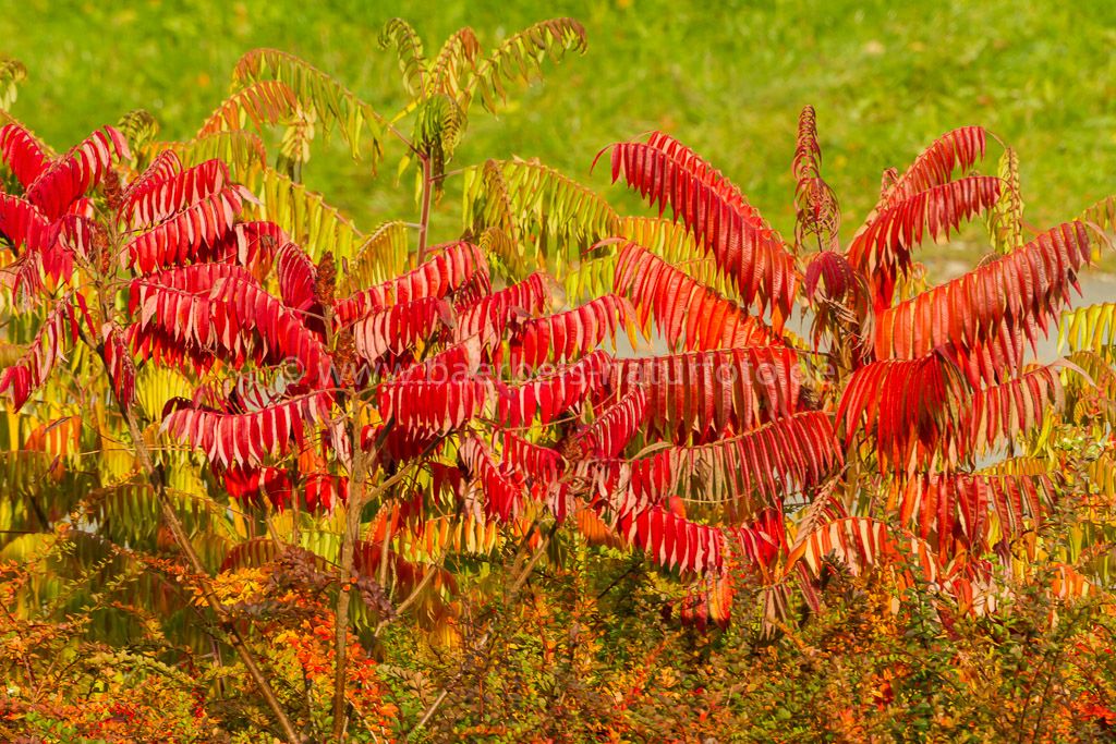 Herbstfarben