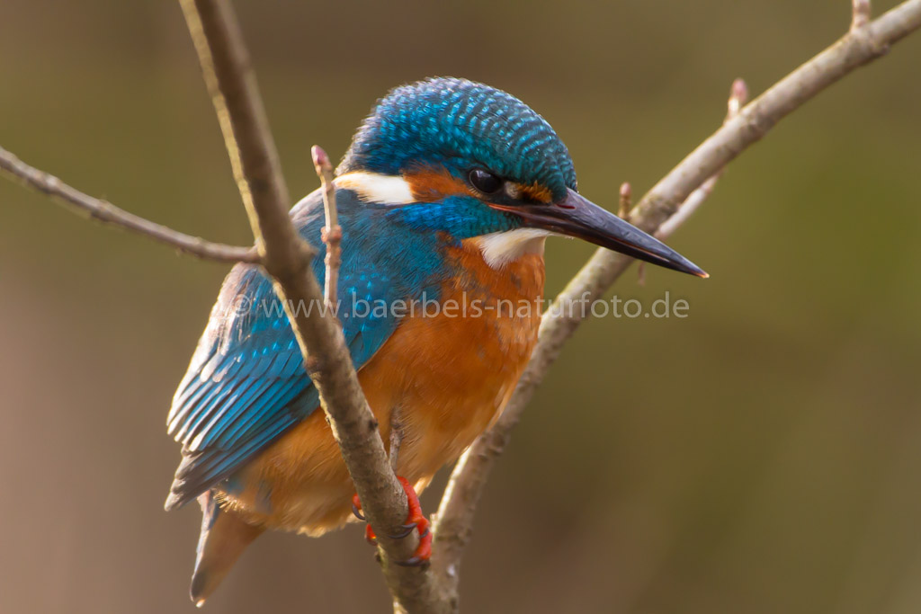 Eisvogel