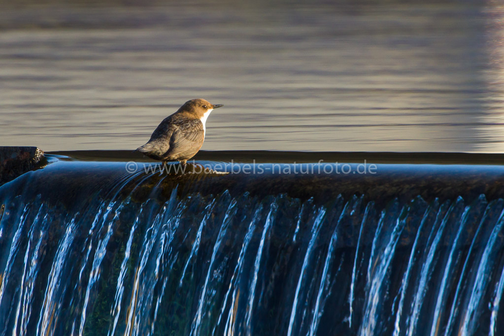 Wasseramsel