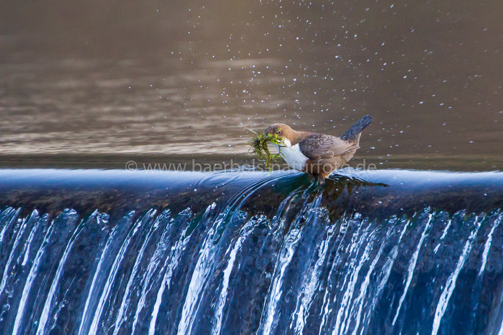 Wasseramsel mit Nistmaterial