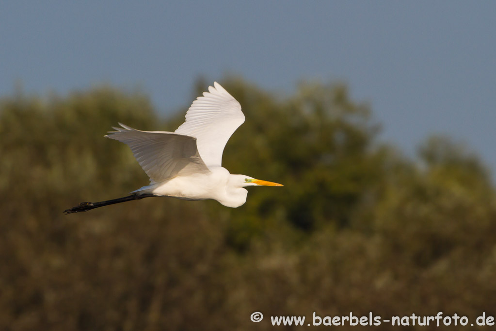 Silberreiher fliegt vorbei