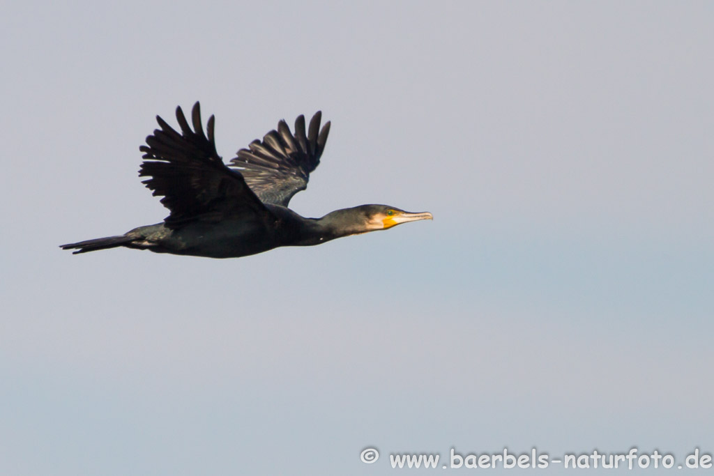 Kormoran