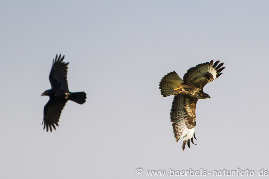 Mäusebussard und Krähe