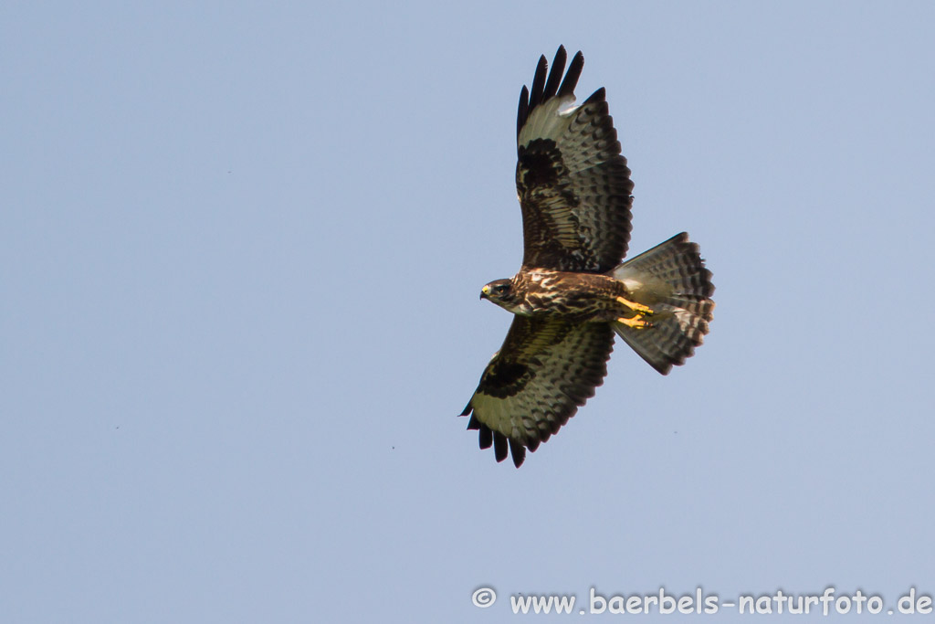 Mäusebussard