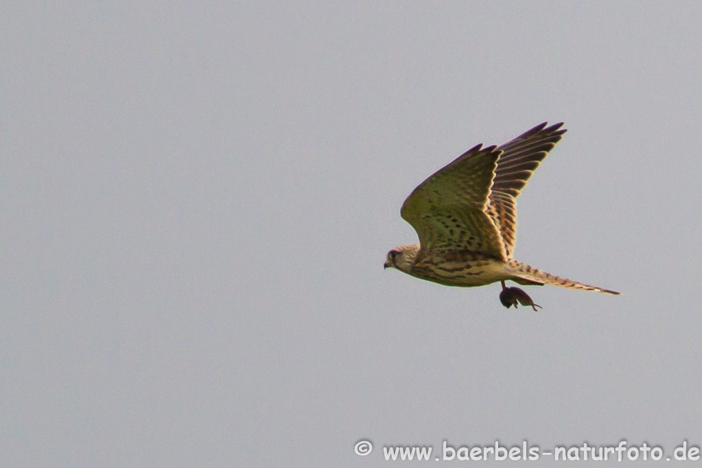 Turmfalke mit Maus