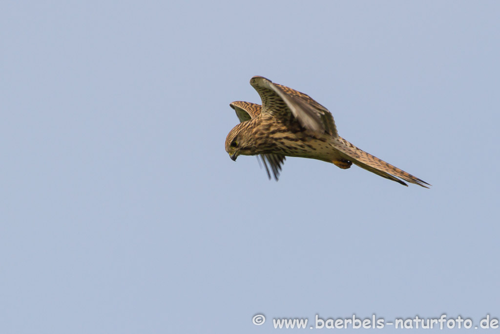 Rüttelnder Turmfalke