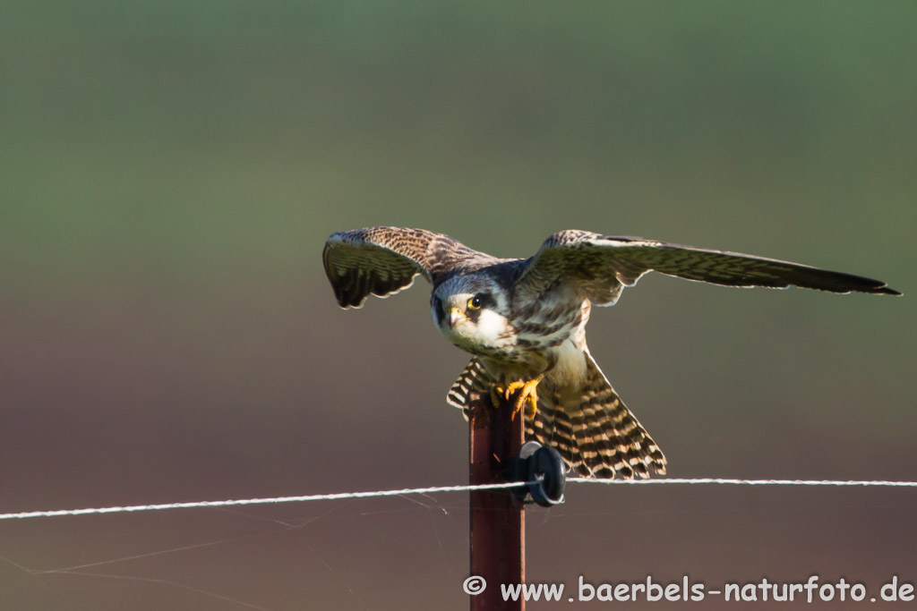 Junger Rotfußfalke