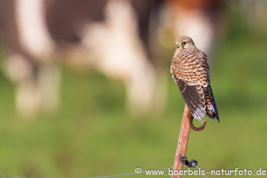 Turmfalke auf der Weide