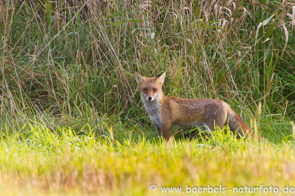 Früh am Morgen sucht ein Rotfuchs nach Nahrung