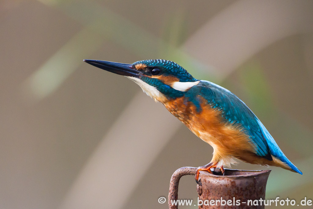 Eisvogel landet auf Eisenpfahl