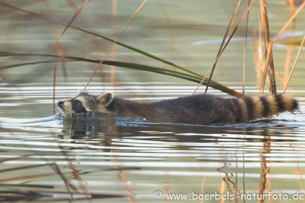 und schwimmt zur anderen Seite