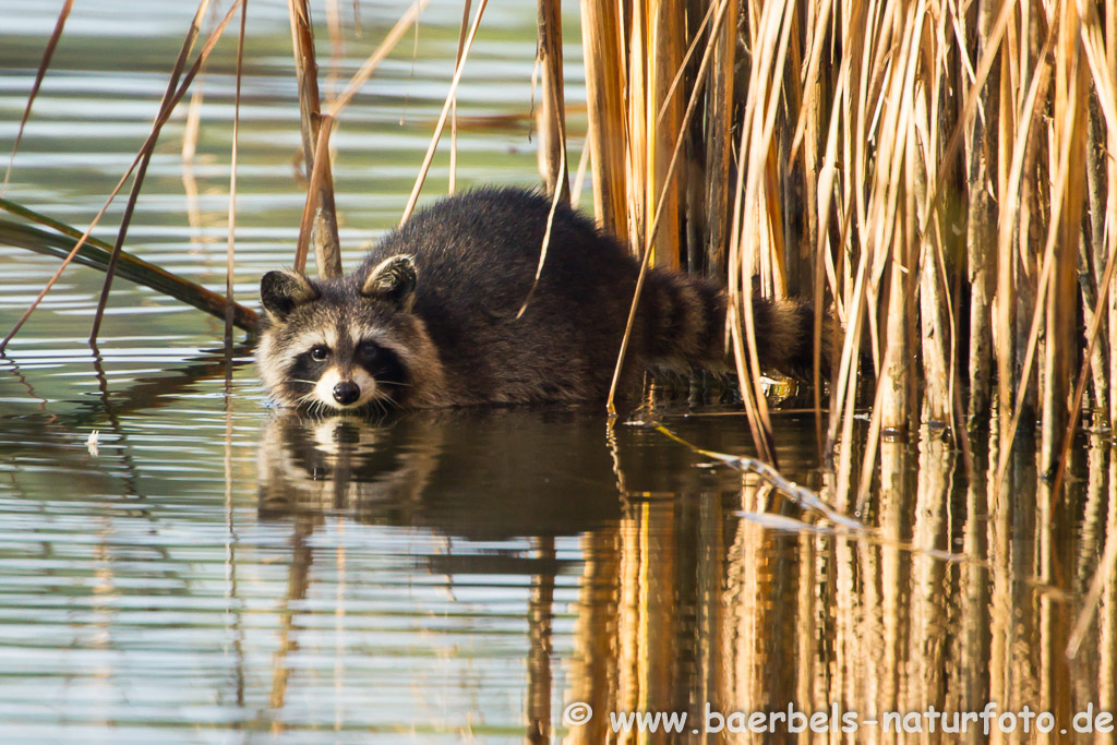 Waschbär