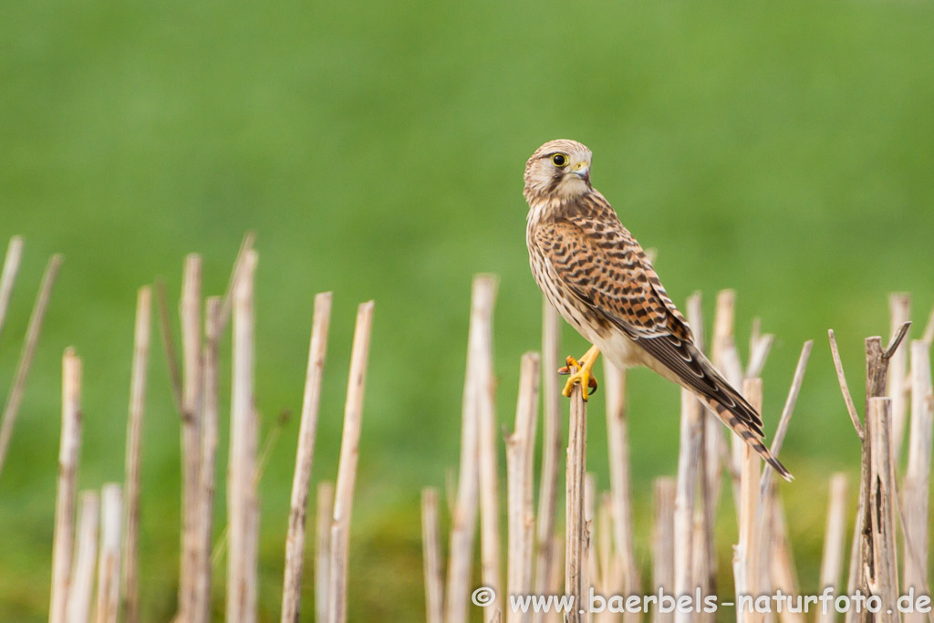 Turmfalke landet im Stoppelfeld