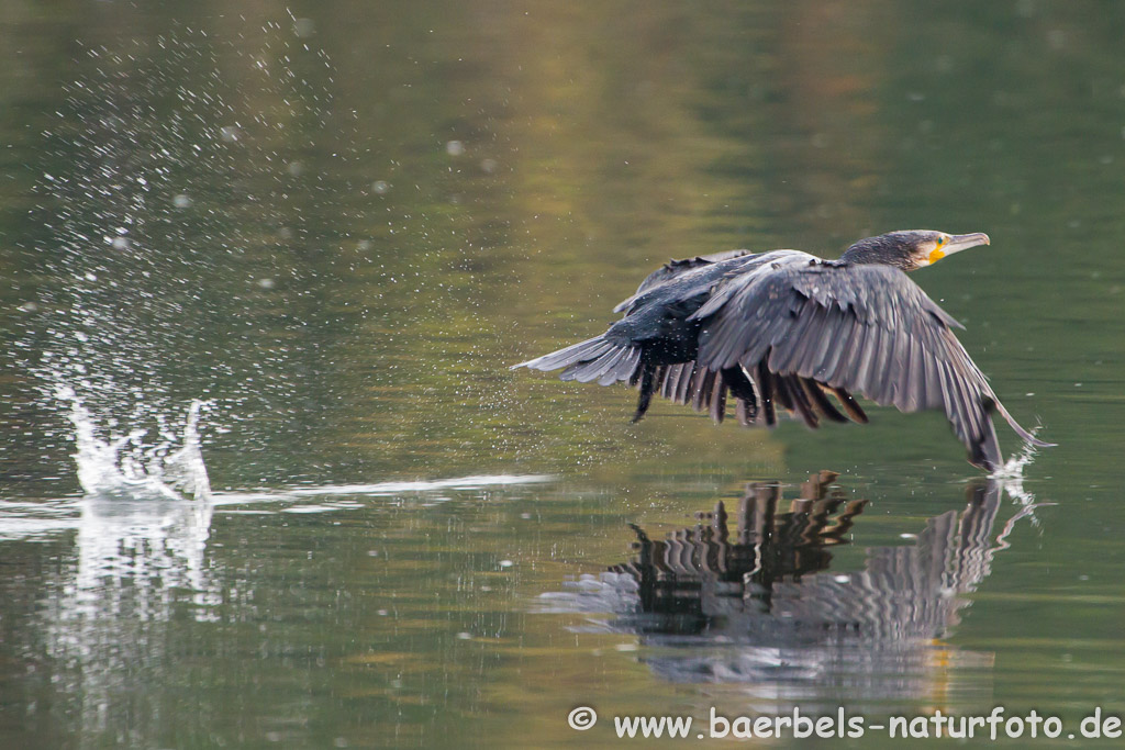 Kormoran auf der Flucht