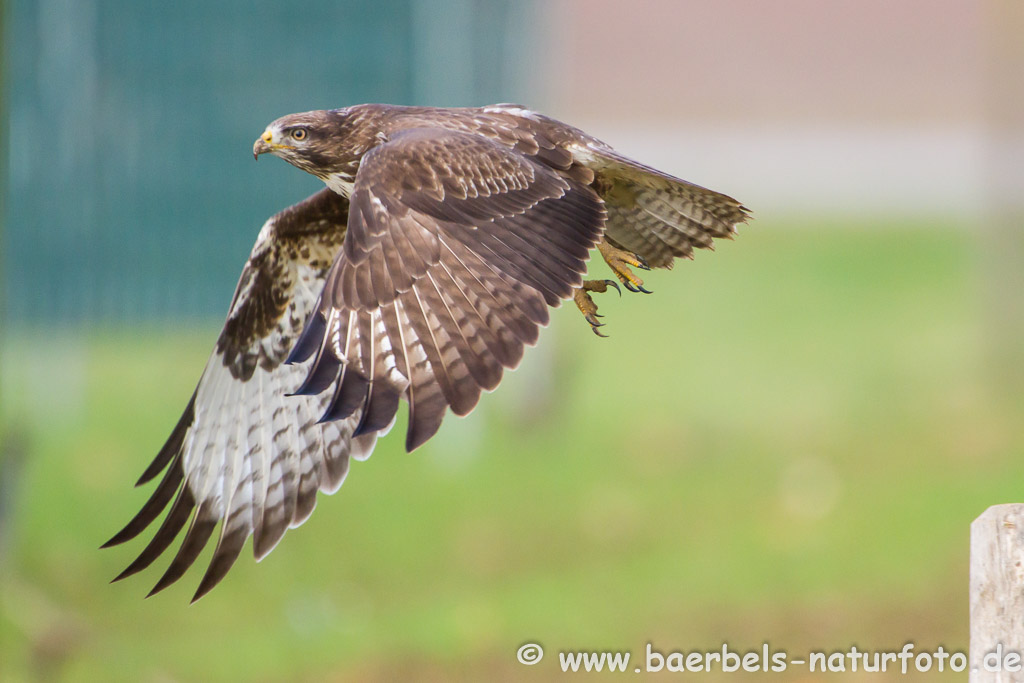 Abflug von der Sitzwarte