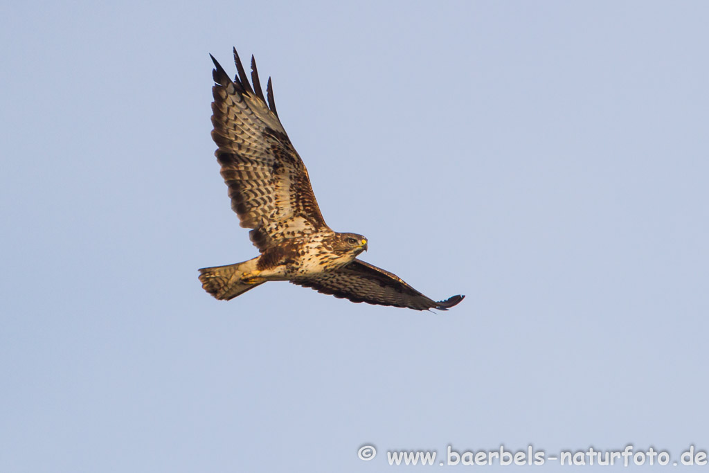 Mäusebussard