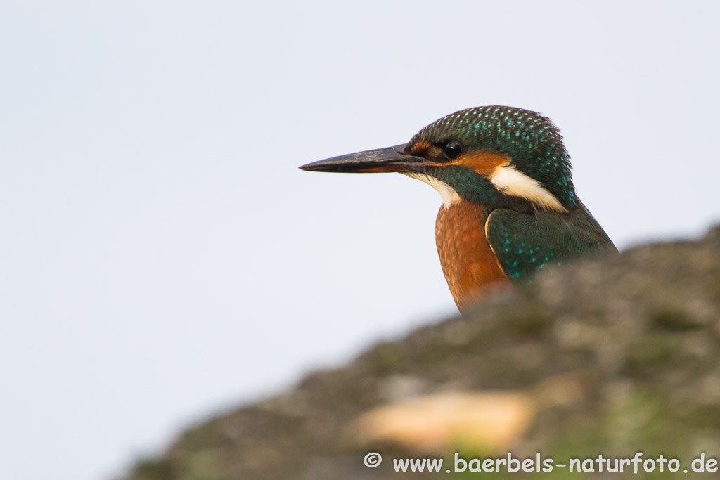 Eisvogel