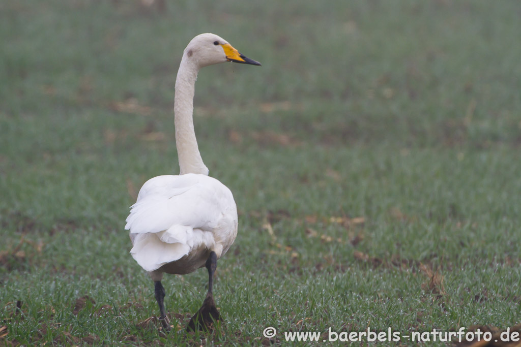 Singschwan im Nebel