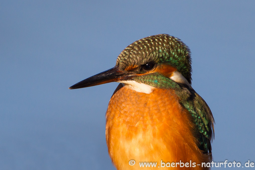 Eisvogel Porträt