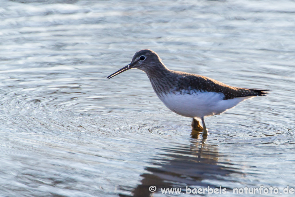 Waldwasserläufer