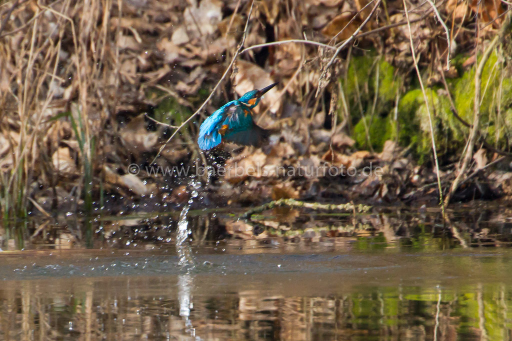 Am anderen Ende vom Teich badet der Eisvogel