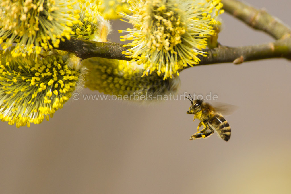 Bienenflug