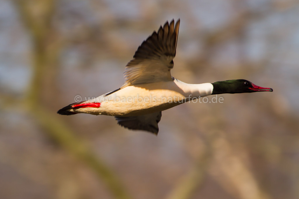 Gänsesäger fliegt weg